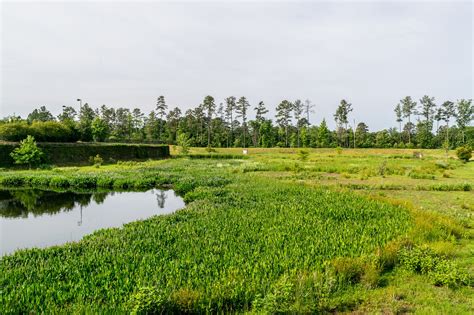 Stormwater Wetlands 101 — Dragonfly Pond Works