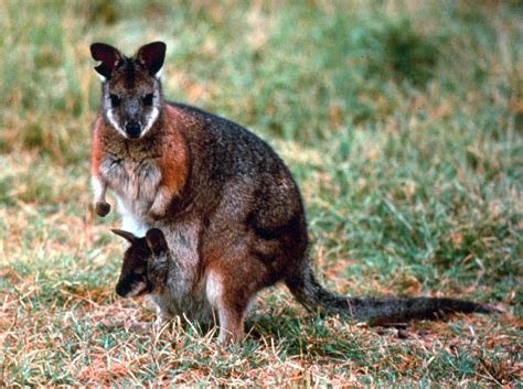 Tammar wallaby — Comparative Brain Anatomy