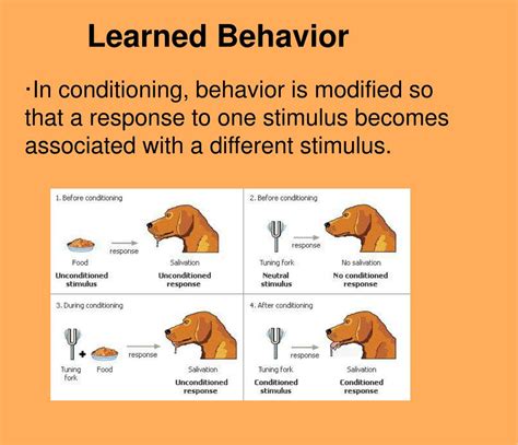 PPT - Animal Behavior PowerPoint Presentation, free download - ID:2805122