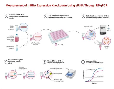 RT-PCR: Definition, Principle, Enzymes, Types, Steps, Uses