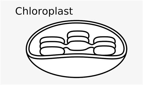 Black, Diagram, Simple, Drawing, Cell, White, Color - Chloroplast ...