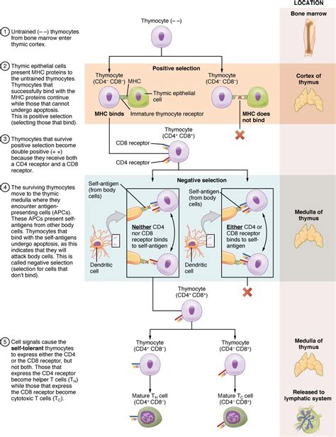 t cell differentiation in thymus - Google Search | Medical knowledge ...