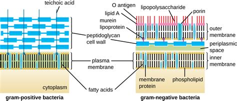 3.3 Unique Characteristics of Prokaryotic Cells – Microbiology: Canadian Edition