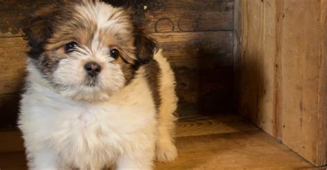 Top 10 Softest Dog Breeds - IMP WORLD