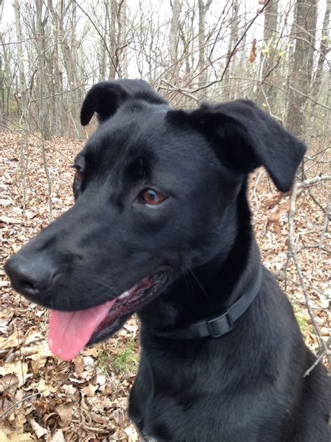 Full Size Black Lab Chihuahua Mix - Pets Lovers