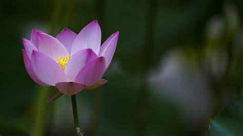 Lotus Flower Beautiful High Quality Hd Wallpapers All - vrogue.co
