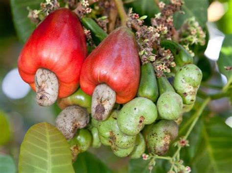 Comment faire pousser un Anacardier, l’arbre à noix de cajou – Jardins ...