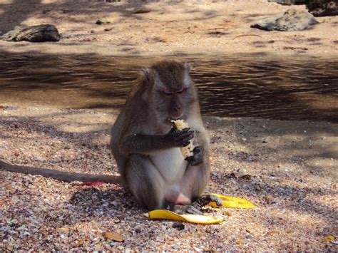 Monkey eating banana on a beach in Krabi, Thailand Free Photo Download | FreeImages