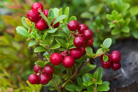 How to Plant and Grow Lingonberries | Gardener’s Path