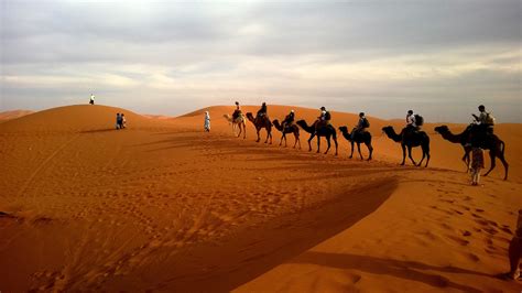 Camels In Desert