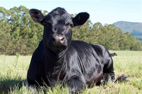 Aberdeen Angus Cattle Breed: Facts, Origin & History (with Pictures ...