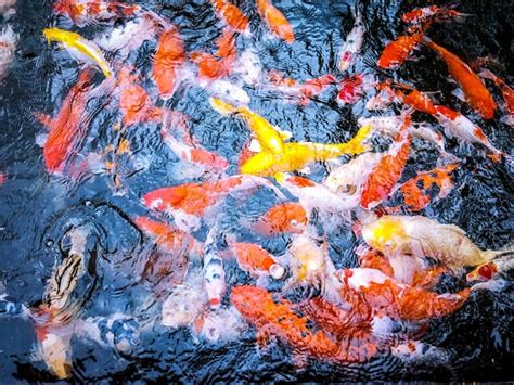 Premium Photo | A koi pond with goldfish in it