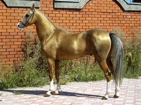 Akhal Teke Horse Info, Colors, Temperament, History, Pictures