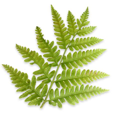 Fern Leaf Png