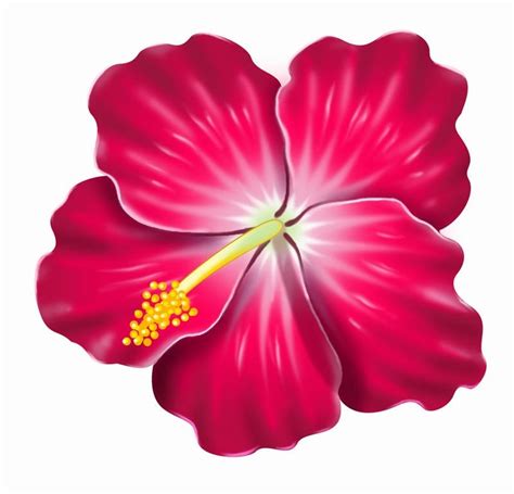 Hibiscus clipart - Clipground