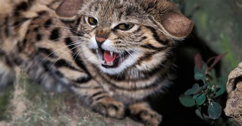 Utah Zoo Celebrates Oldest 'Black-Footed Cat' in Captivity - PetHelpful News