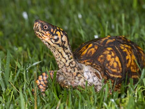 Eastern Box Turtle Care - Reptiles Magazine