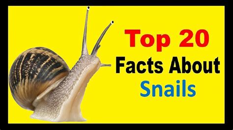 Snails - Facts - YouTube