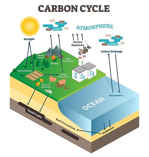 Carbon Cycle - WorldAtlas