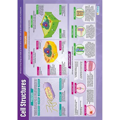 Cell Structures Poster - Daydream Education