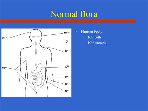 PPT - Normal Flora PowerPoint Presentation - ID:661768