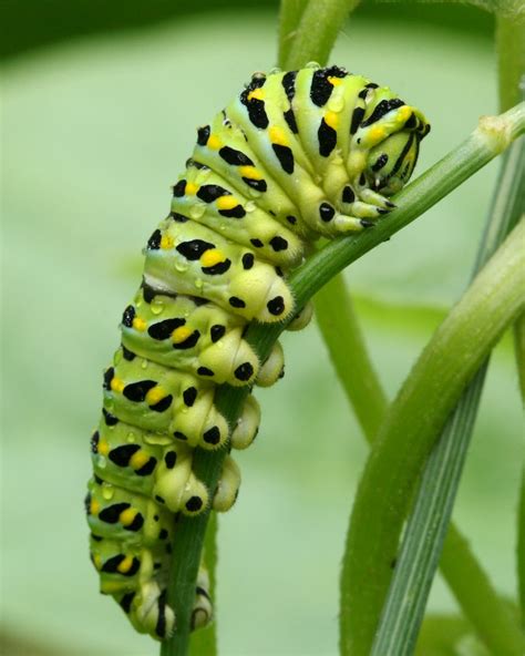 Caterpillars utilize a variety of tactics to stay alive – Naturally North Idaho