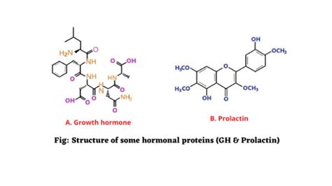 Hormonal proteins structure and functions - Science Query