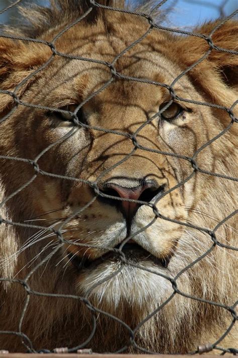 African Lion stock photo. Image of face, exterior, look - 70762816