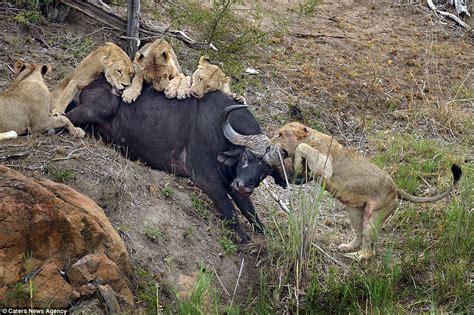 Five lions encircle a massive buffalo. The unlucky lion cub finds ...