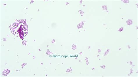 Salmonella Under Microscope - Biology Notes Online