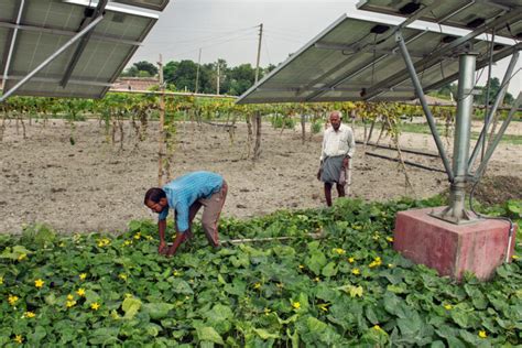 We need a better understanding of how crops fare under solar panels, study shows - South Africa ...