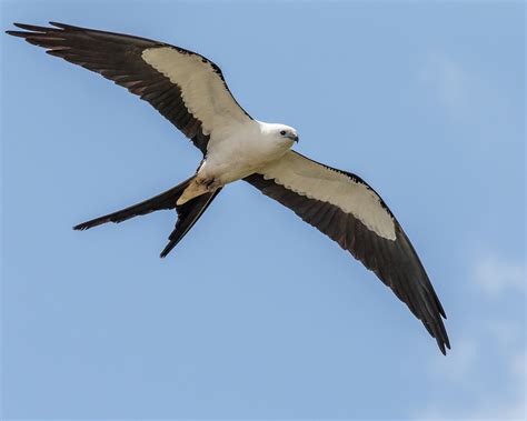 The Swallow-tailed Kite – A Graceful Raptor With A Deeply Forked Tail ...