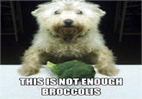 Broccoli Dog | Know Your Meme