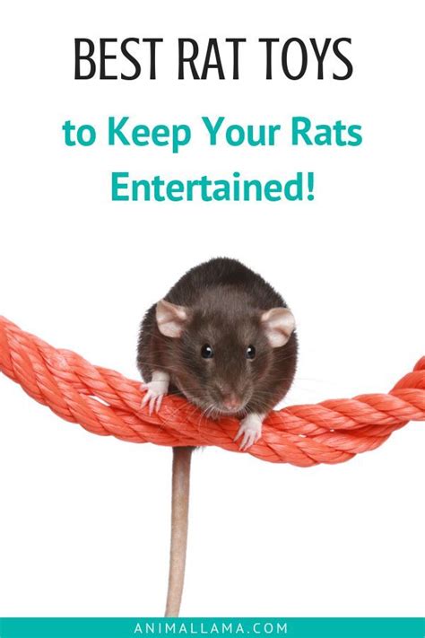 Best Rat Toys: 7 Types of Toys to Keep Your Rats Entertained | Rat toys, Pet rat cages, Pet rats