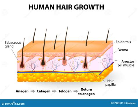 Telogen Hair Growth Phase In A Skin Cross Section Vector Illustration | CartoonDealer.com #252329256