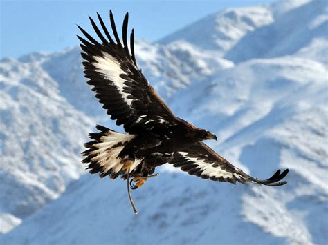 Golden eagle population set to soar after £1.3 million funding injection | The Independent