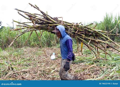 Harvesting sugar cane editorial image. Image of crop - 74622195