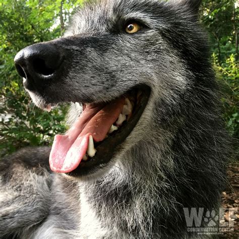 Wolf Conservation Center on Twitter: "It's hot out! ☀ Wolves, like dogs ...