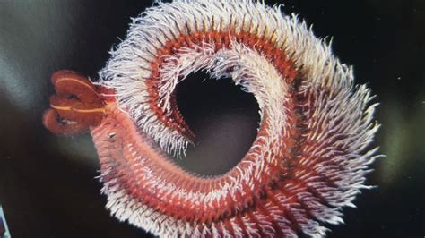 Pompeii worm | Underwater world, Deep sea, Worms