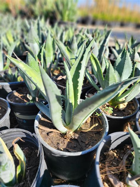 Agave Americana — GDNC Nursery