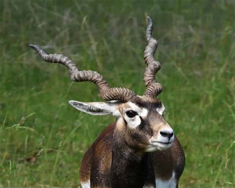 35 Amazing Antelopes Facts