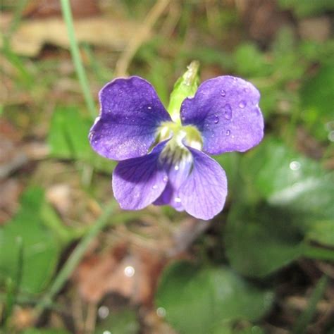 Wisconsin state flower Wood Violet | Discover wisconsin, Wisconsin state, Wisconsin