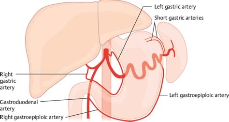 Gastroduodenal Artery