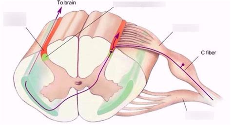 Diagram of spinothalamic tract | Quizlet