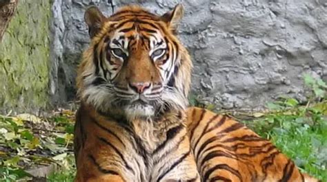 Bali Tiger - Extinct Balinese Tiger - Extinct Species