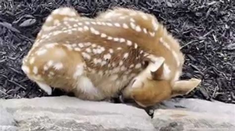 Baby deer sleeping in the yard will make your day. Watch cute animal video | Trending ...