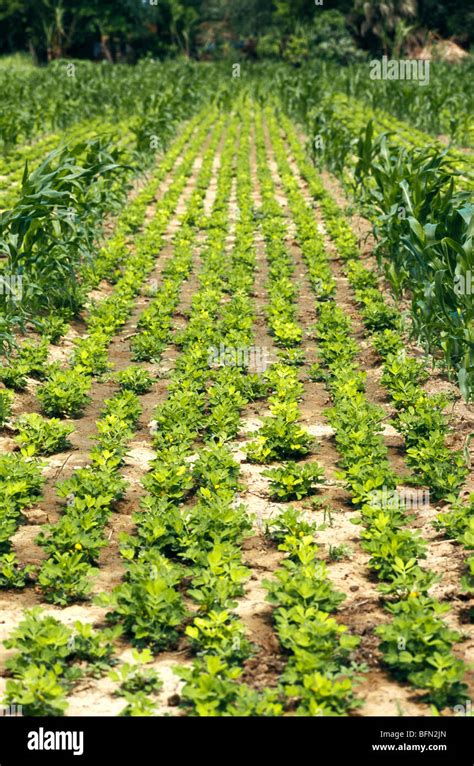 Groundnut peanut farming ; Mandvi ; Kutch ; Gujarat ; India ; asia Stock Photo - Alamy