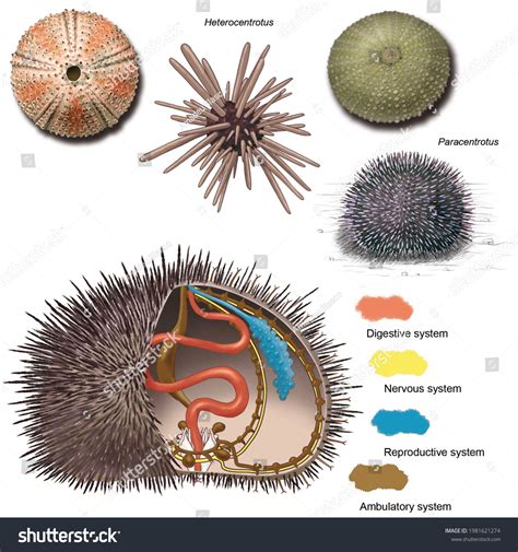 Zoology Animal Morphology Internal Anatomy Example Stock Illustration 1981621274 | Shutterstock