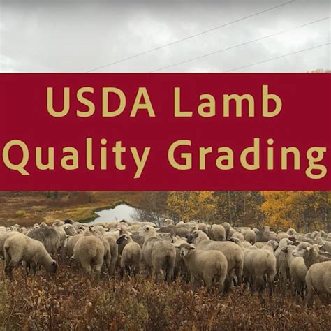 USDA Lamb Quality Grading (Video 2 of 5) — Lamb Resource Center