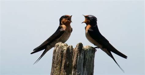 Why Do Birds Sing in the Morning? - A-Z Animals